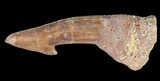 Bargain, Cretaceous Giant Sawfish (Onchopristis) Rostral Barb #64473-1